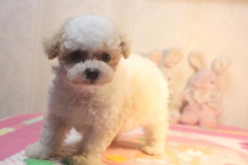 成約済の奈良県のトイプードル-135761の4枚目