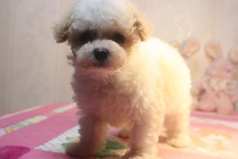 成約済の奈良県のトイプードル-135761の3枚目