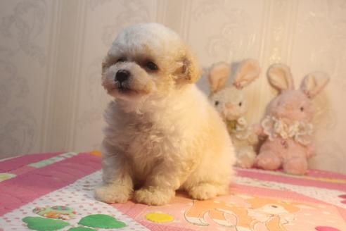 成約済の奈良県のトイプードル-135761の2枚目