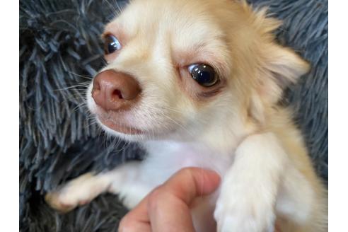 成約済の神奈川県のチワワ(ロングコート)-124565の5枚目