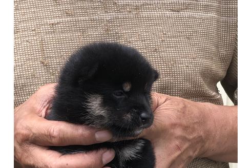 成約済の愛知県の柴犬-135774の4枚目