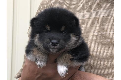 成約済の愛知県の柴犬-135782の1枚目