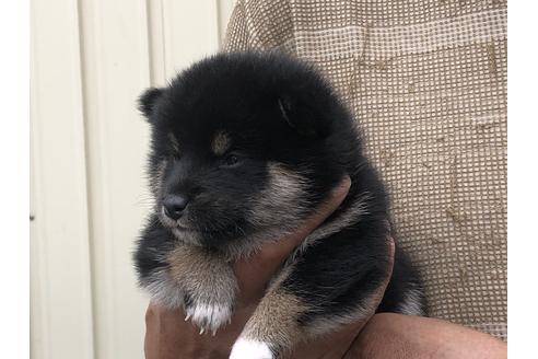 成約済の愛知県の柴犬-135782の8枚目