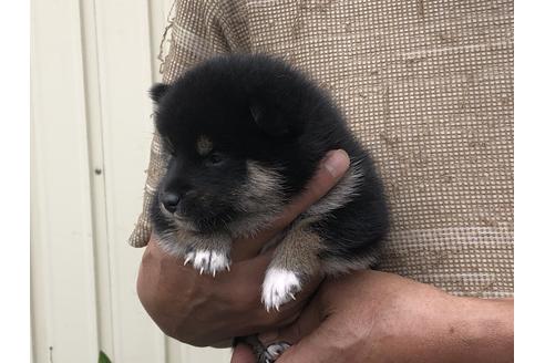 成約済の愛知県の柴犬-135782の7枚目