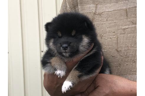 成約済の愛知県の柴犬-135782の6枚目