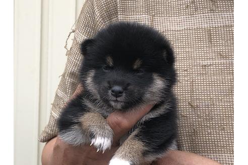成約済の愛知県の柴犬-135782の5枚目