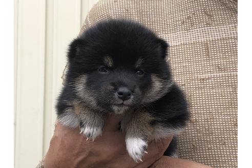 成約済の愛知県の柴犬-135782の4枚目