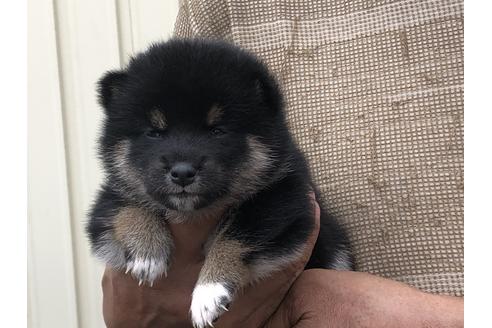 成約済の愛知県の柴犬-135782の3枚目