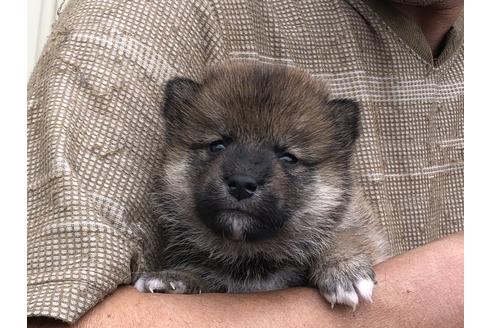 成約済の愛知県の柴犬-135788の3枚目