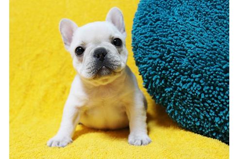 成約済の滋賀県のフレンチブルドッグ-135790の1枚目