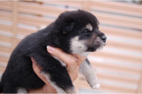 成約済の埼玉県の柴犬-135813の4枚目