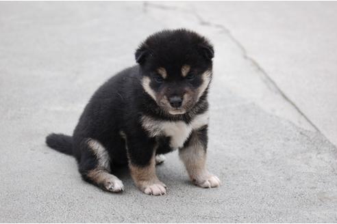 成約済の埼玉県の柴犬-135813の3枚目