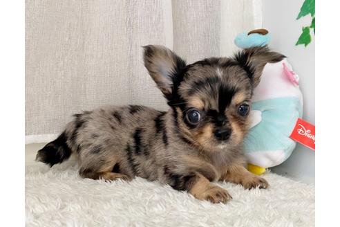 成約済の香川県のチワワ(ロングコート)-134679の4枚目