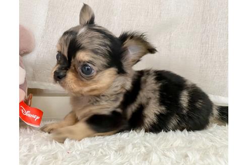 成約済の香川県のチワワ(ロングコート)-134679の2枚目