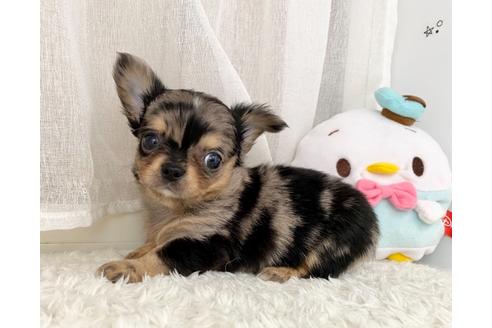 成約済の香川県のチワワ(ロングコート)-134679の3枚目