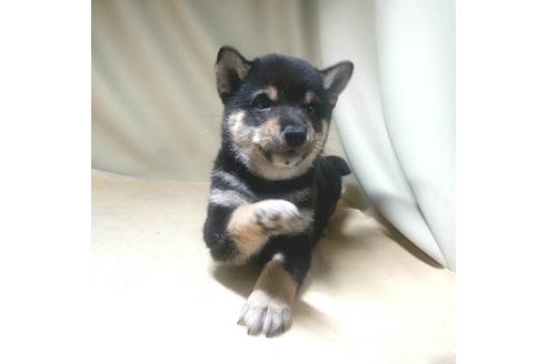 成約済の茨城県の豆柴-130983の14枚目