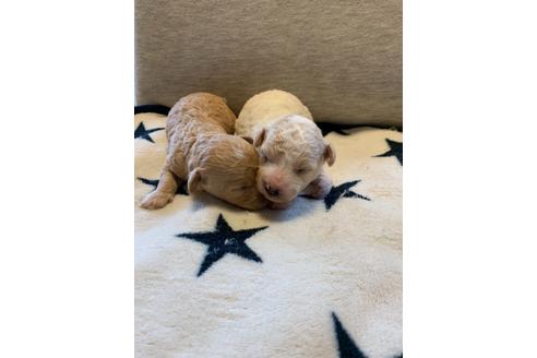 成約済の東京都のミックス犬-134662の20枚目