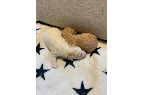 成約済の東京都のミックス犬-134662の16枚目