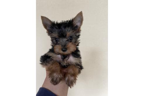 子犬