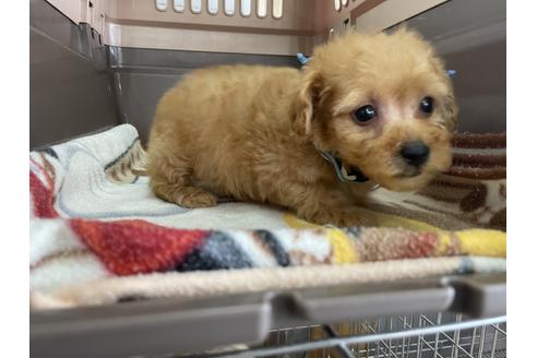 成約済の愛媛県のトイプードル-131553の3枚目