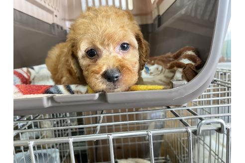 成約済の愛媛県のトイプードル-131553の2枚目