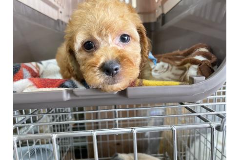 成約済の愛媛県のトイプードル-131553の1枚目