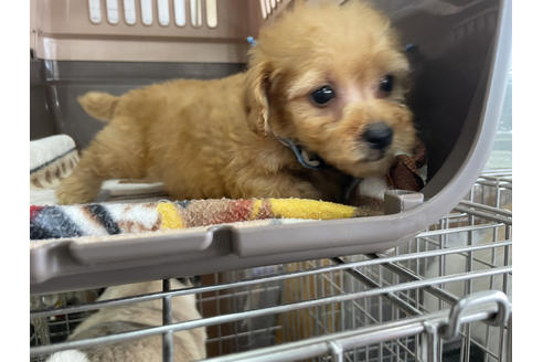 成約済の愛媛県のトイプードル-131550の4枚目