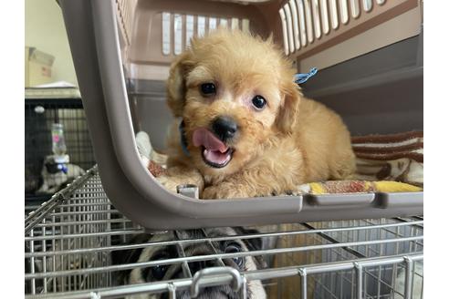 成約済の愛媛県のトイプードル-131550の1枚目