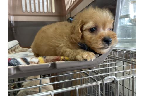 成約済の愛媛県のトイプードル-131550の3枚目