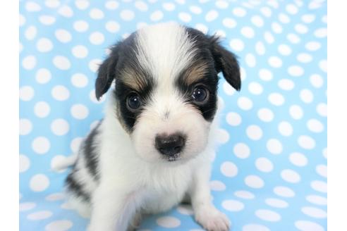 成約済の千葉県のパピヨン-135900の1枚目