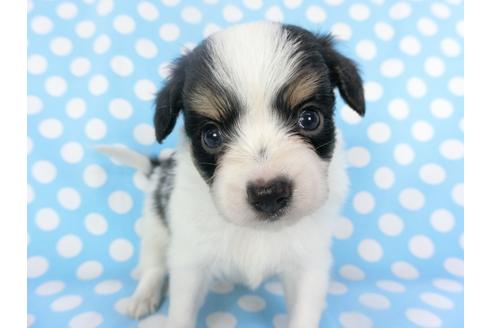 成約済の千葉県のパピヨン-135900の4枚目