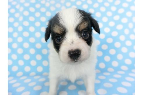 成約済の千葉県のパピヨン-135900の3枚目