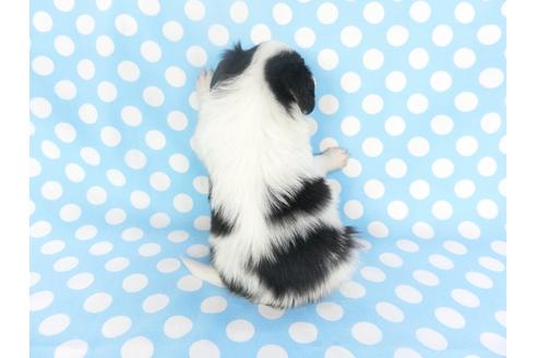 成約済の千葉県のパピヨン-135900の2枚目