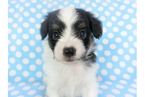 成約済の千葉県のパピヨン-135901の1枚目