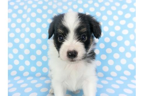 成約済の千葉県のパピヨン-135901の4枚目