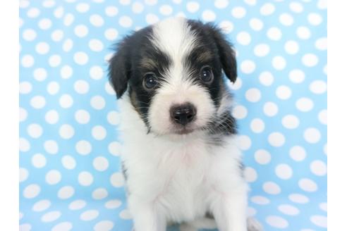 成約済の千葉県のパピヨン-135901の3枚目