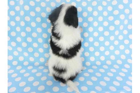 成約済の千葉県のパピヨン-135901の2枚目