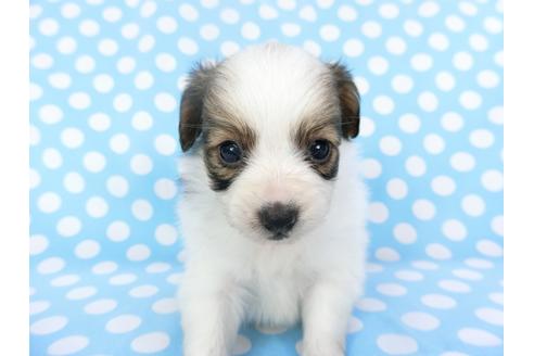 成約済の千葉県のパピヨン-135902の4枚目