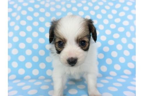 成約済の千葉県のパピヨン-135902の3枚目