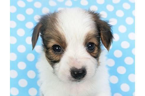 成約済の千葉県のパピヨン-135904の1枚目