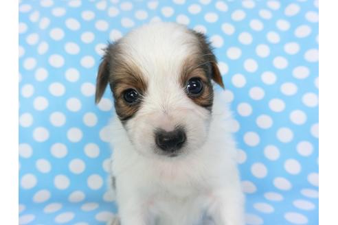 成約済の千葉県のパピヨン-135904の5枚目