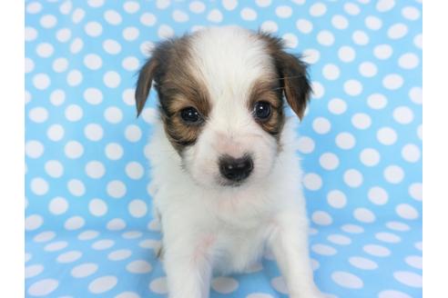 成約済の千葉県のパピヨン-135904の4枚目