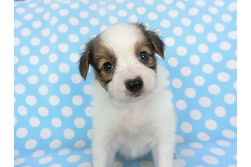 成約済の千葉県のパピヨン-135904の3枚目