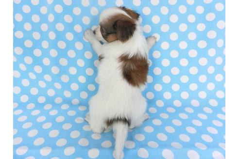 成約済の千葉県のパピヨン-135904の2枚目