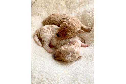 成約済の東京都のミックス犬-134959の23枚目
