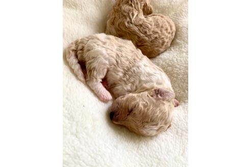 成約済の東京都のミックス犬-134959の22枚目