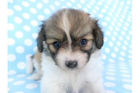 成約済の千葉県のパピヨン-135905の4枚目