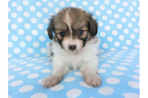 成約済の千葉県のパピヨン-135905の3枚目