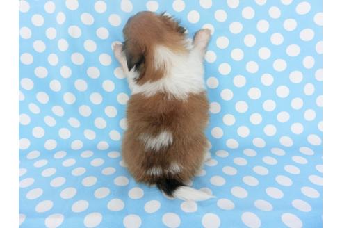 成約済の千葉県のパピヨン-135905の2枚目