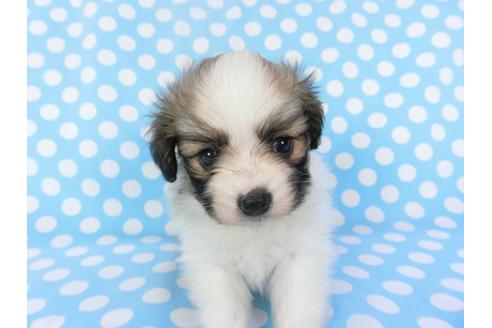 成約済の千葉県のパピヨン-135906の4枚目